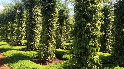 Giá tiêu hôm nay 8/7/2025: Tăng nhẹ trở lại