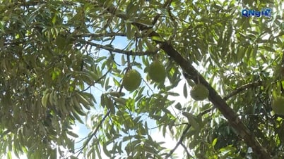 Người Co Tây Trà trồng sầu riêng