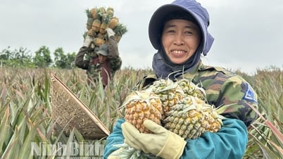 ការ​ប្រមូល​ផ្ដុំ​រូប​រស់ Dong Giao កាន់​តែ​ខ្លាំង​កសិករ «រក​លុយ​បាន​ច្រើន»