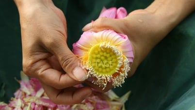 كيف يمكن أن تصل سعره إلى أكثر من 10 ملايين دونج كيلوغرام؟