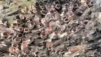 Clip nữ du khách cho cá trê ăn như phim kinh dị, hút hơn 10 triệu lượt xem