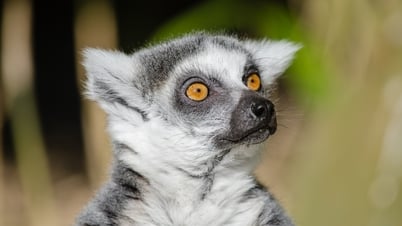 Descubra el parque de atracciones y zoológico más grande del norte en Hai Phong