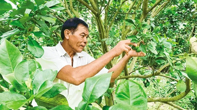 Ứng dụng tiến bộ kỹ thuật vào trồng bưởi da xanh, mãng cầu xiêm