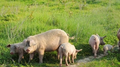 Giá heo hơi hôm nay 9/7/2025: Toàn quốc vỡ đáy, thị trường đỏ lửa