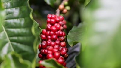 Precios de productos agrícolas al 9 de julio de 2025: Café y pimienta se revierten y se desploman