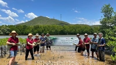 Khu nghỉ dưỡng Ana Mandara Cam Ranh trồng 600 cây đước tại làng Hà Liên (đầm Nha Phu)