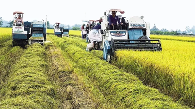 Nâng cao năng lực của hợp tác xã trong thực hiện Ðề án 1 triệu héc-ta lúa