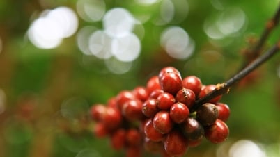Giá cà phê bật tăng hồi phục, tăng tăng 47 USD/tấn, thị trường ngập trong sắc xanh