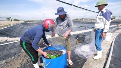 Thời tiết cực đoan, nông dân Nghệ An thu hoạch tôm non gỡ vốn