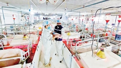 Bắc Ninh: Phát triển chăn nuôi an toàn, bền vững