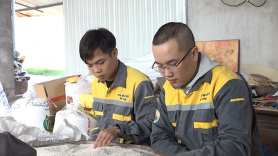 Xây dựng thương hiệu nếp Gà gáy Mỹ Lung