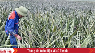 Giá dứa nguyên liệu tăng cao, doanh nghiệp gặp khó