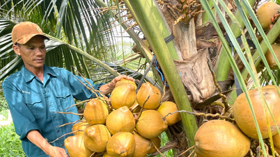 Cây dừa xiêm "bén duyên" với vùng đất Ia Dom