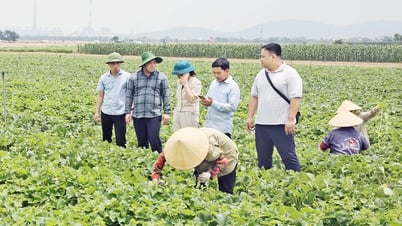 Khai thác vùng đất bãi ven sông Đuống