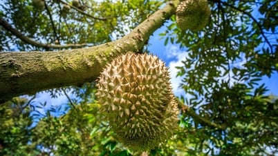 Giá sầu riêng hôm nay 9/7/2025: Thị trường vẫn ì ạch, giá rớt liên tục