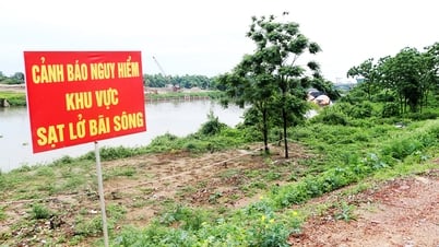 Behandeln Sie dringend den Erdrutschvorfall am Flussufer und Strand im linken Deichgebiet von Cau, Gemeinde Hop Thinh.