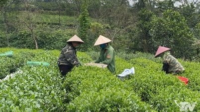Sản xuất chè an toàn và những đòi hỏi từ thực tiễn