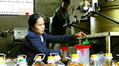 Lo ngại dầu ăn giả, người dân tự ép dầu để sử dụng