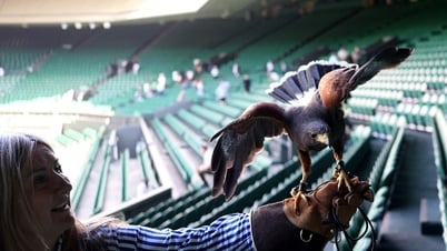 Wimbledon gặp khủng hoảng bất ngờ vì... một chú chim