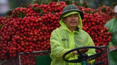 Cảnh tắc đường dài vài ki-lô-mét mùa vải thiều Lục Ngạn chín rộ ở Bắc Ninh
