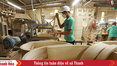 Công bố 919 loài gỗ đã nhập khẩu vào Việt Nam với nhiều loài gỗ mới