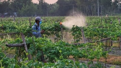 Điềm báo “ngày tận thế của côn trùng” không còn xa