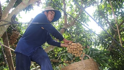 Giá nhãn giảm