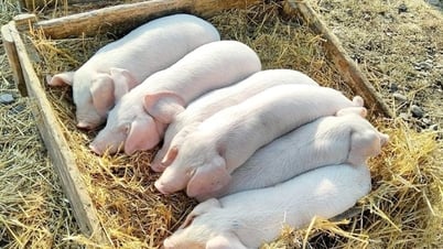 Giá heo hơi ngày 9/7/2025: Đồng loạt giảm trên toàn quốc