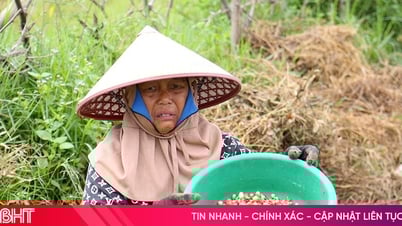 Hành tăm rớt giá, nông dân "đỏ mắt" chờ thương lái
