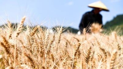“Bài toán khó” về an ninh lương thực