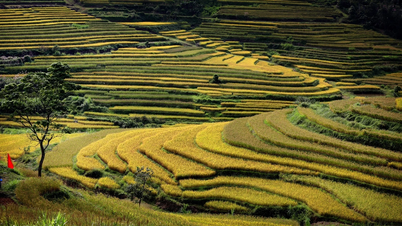 Dẻo thơm cơm lúa xứ Mường