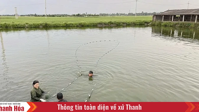 Chuyển đổi đất trồng lúa hiệu quả thấp sang cây trồng khác