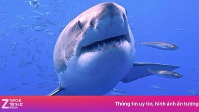 Không phải AI, đây mới là 'chuyên gia' dự báo bão thế hệ mới