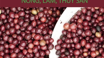 Bản tin Thị trường Nông lâm thủy sản số ra ngày 31/7/2025