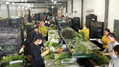 ”Tập kết” nông sản biển - rừng - “chìa khóa” nâng cao giá trị nông sản Lâm Đồng Bài 2: Khi nhà nông biết trước lợi nhuận