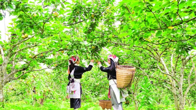Lê ngọt ở Mường Hum