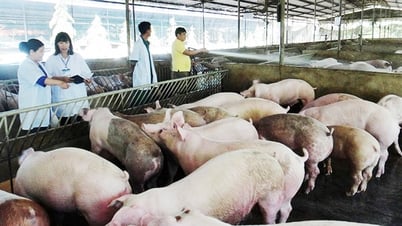 Sắp có mô hình chăn nuôi lợn trong nhà nhiều tầng tại Việt Nam