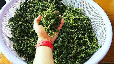 Giá tiêu hôm nay 1/8/2025: Tăng mạnh lên 140.000 đồng/kg