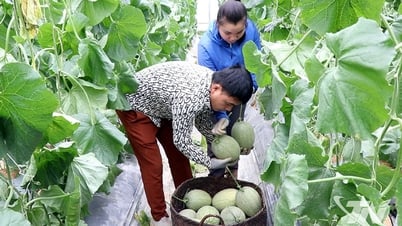 Hiệu quả từ trồng dưa trong nhà lưới