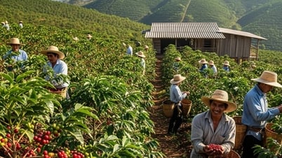 Giá cà phê hôm nay 1/8/2025: Khô hạn Việt Nam đẩy giá kịch trần, Robusta London phá đỉnh 2 tuần