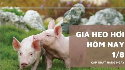 Giá heo hơi hôm nay 1/8: Tăng nhẹ tại ba miền, miền Bắc tăng...