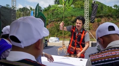 Độc đáo hội thi sâm Ngọc Linh