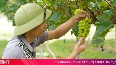 Vườn nho mẫu đơn đầu tiên ở xã Mai Hoa cho thu hoạch