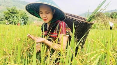 Bring the surplus rice to the flooded fields