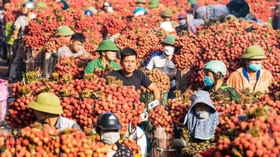 Loại quả ở Việt Nam tạo cơn sốt, xuất khẩu tăng đến 92%
