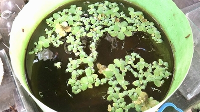 ប្រសិទ្ធភាពនៃគំរូ guppy ដើម្បីទប់ស្កាត់ជំងឺគ្រុនឈាម