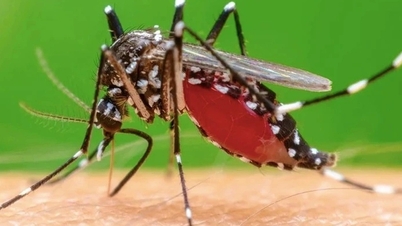 Muỗi đốt truyền bệnh Chikungunya lưu hành tại nhiều địa phương