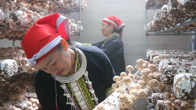 Trồng đặc sản sạch giúp người dân ở Sa Pa thoát nghèo