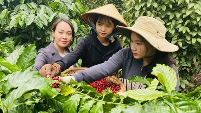 Harga Kopi Hari Ini 14 Agustus 2025: Harga di Dalam Negeri Terus Naik Sedikit