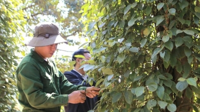 Cena pepře dnes 14. srpna 2025: Stabilní domácí cena